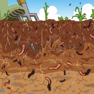 soil (1)